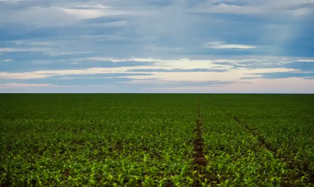 Fazenda estuda Fundo Garantidor para dívidas rurais