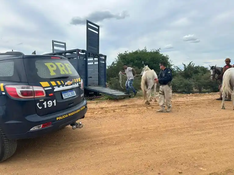 PRF intensifica operação de retirada de animais soltos na BR-407, em Juazeiro